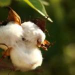 Cotton boll was a harvested crop as featured in A Christmas Tale for Little Women touring with Celebrate Lit