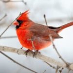 Cardinal featured in A Season on the Wind by Suzanne Woods Fisher.